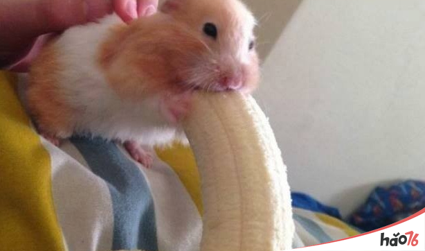 一步到胃内涵意思是什么_一步到胃出处什么_